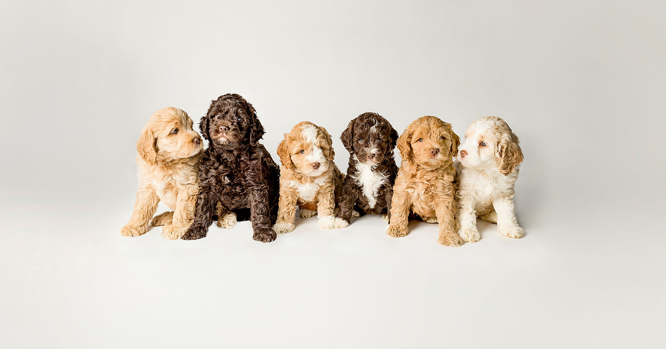 Labrador Puppies Austin Tx